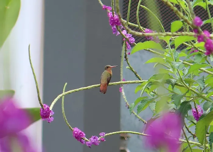 Casa Colibrí - Sophiassuites506 Brasilito