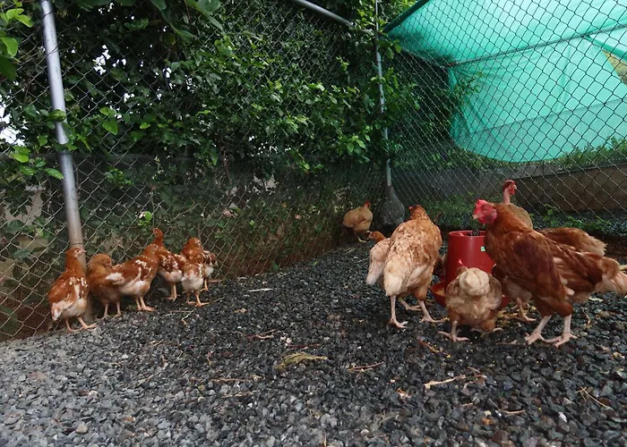 Casa Colibrí - Sophiassuites506 Brasilito